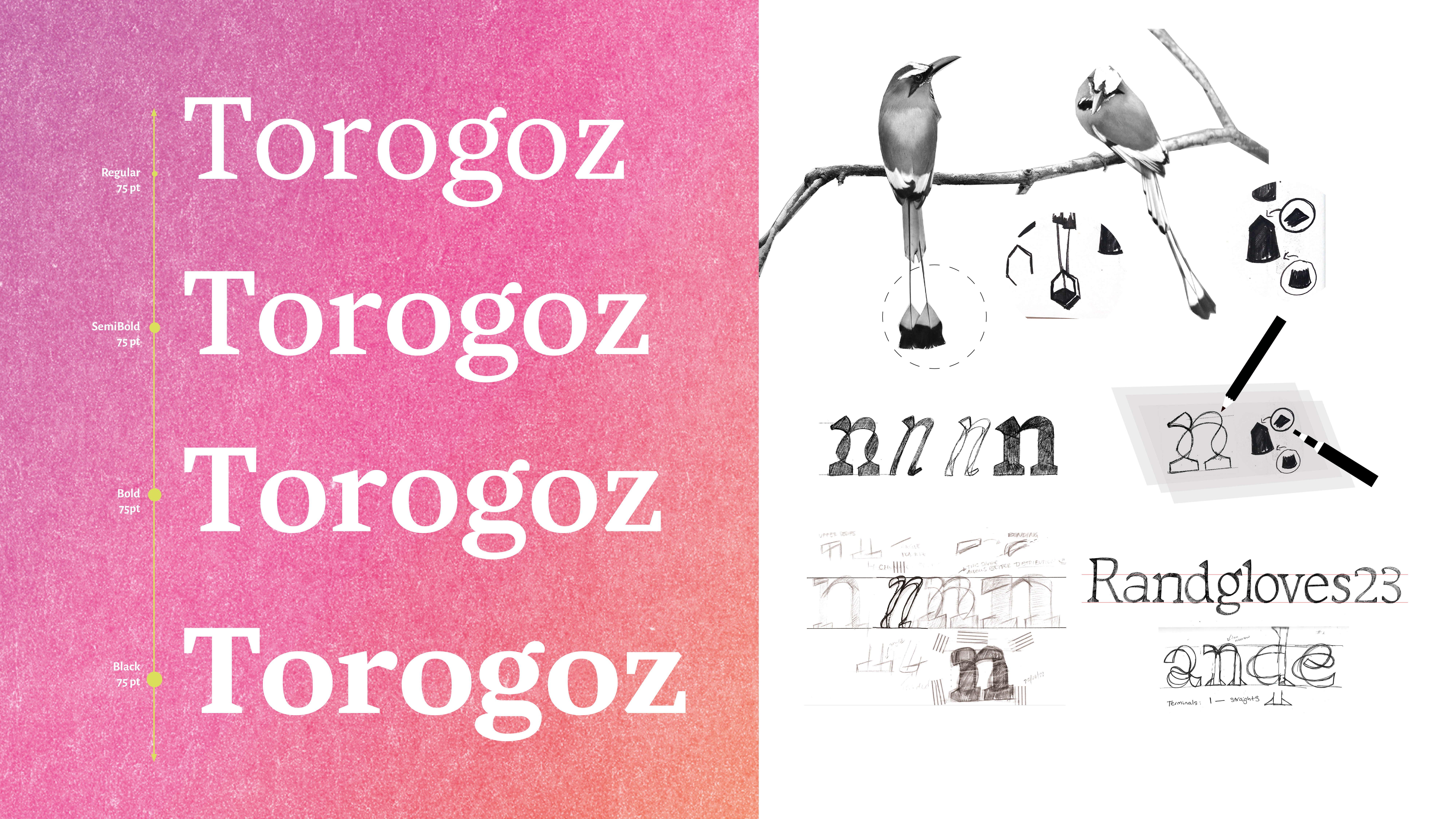 Left side: Name of the typeface in 4 different weights. Right side: Pencil sketches and two pictures of the bird Torogoz in black and white.