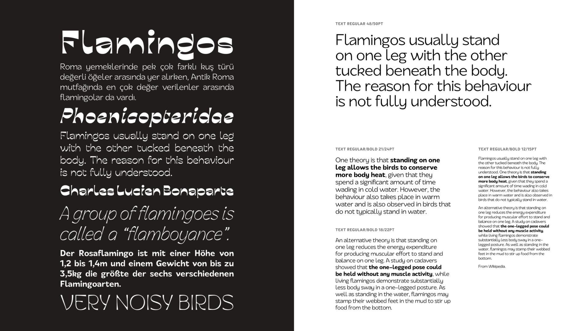 Text mockup about flamingos of display and text styles.
